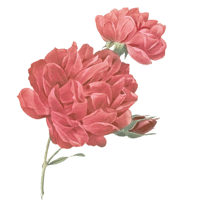 https://cdn-builder.viding.co/18989/pink-left.gif