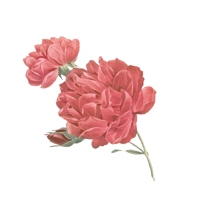 https://cdn-builder.viding.co/18991/pink-right.gif