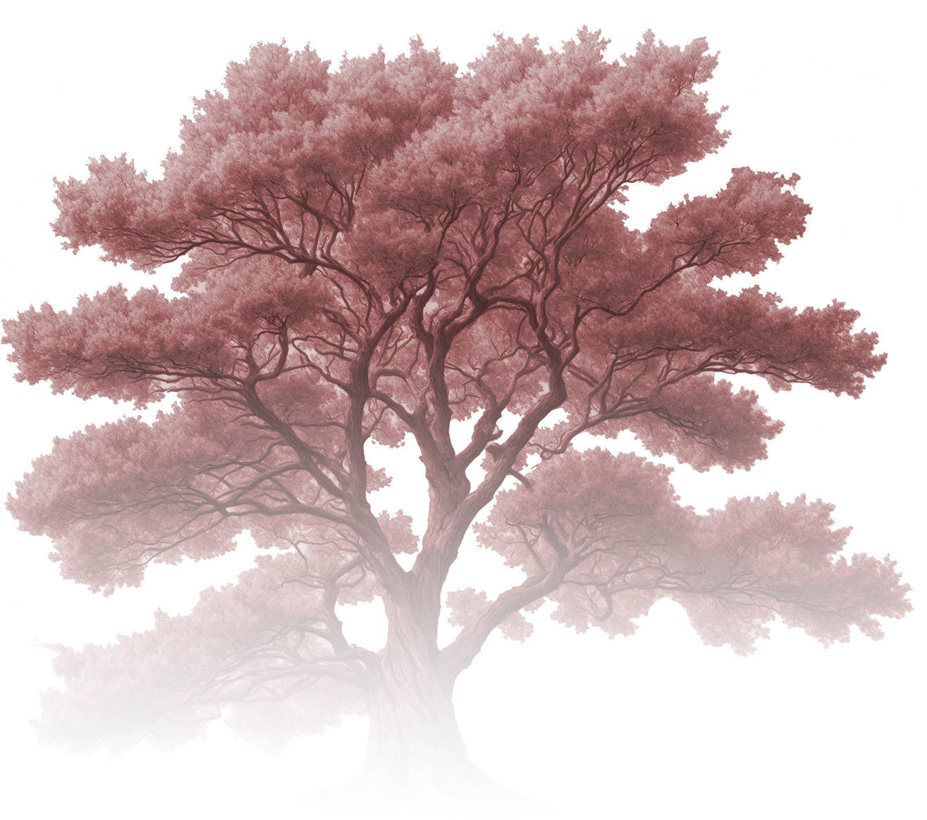 Sakura Left