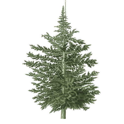 https://cdn-builder.viding.co/29210/pine.gif