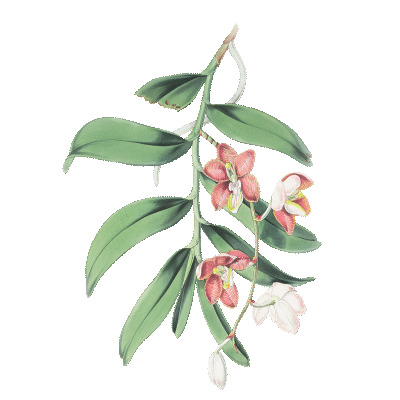 https://cdn-builder.viding.co/29573/leaf-y.gif