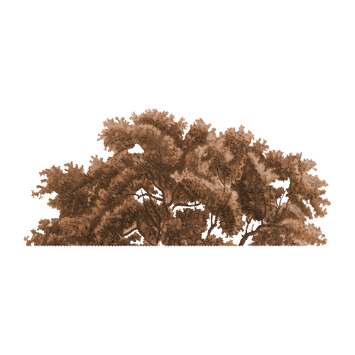 https://cdn-builder.viding.co/32975/bush.gif
