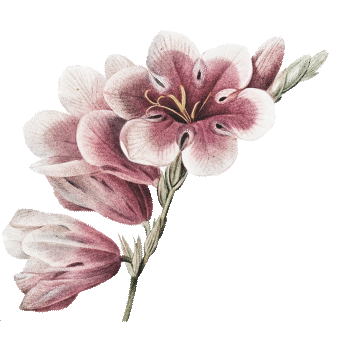 https://cdn-builder.viding.co/stepper/13735/9971/just-flower.gif
